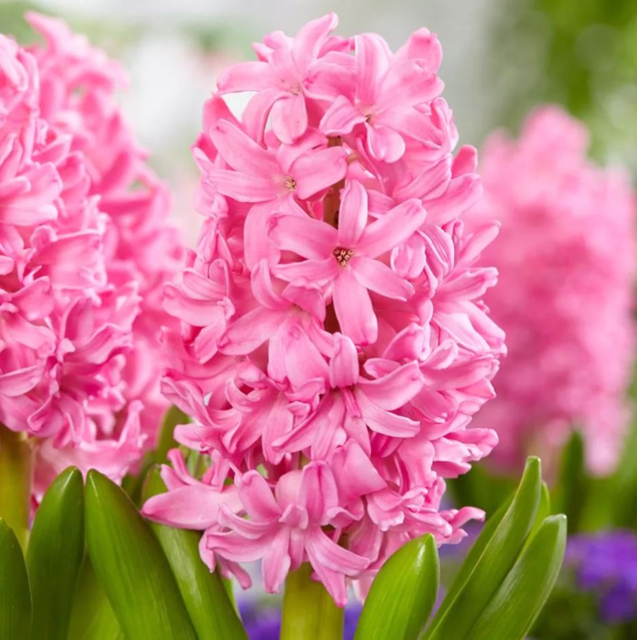 Hyacinthus orientalis 'Pink Pearl'